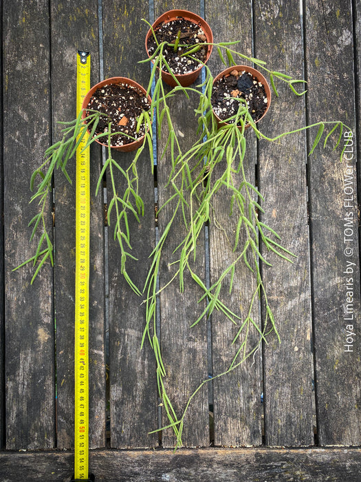 Hoya Linearis, flowering, organically grown tropical hoya plants for sale at TOMs FLOWer CLUB.