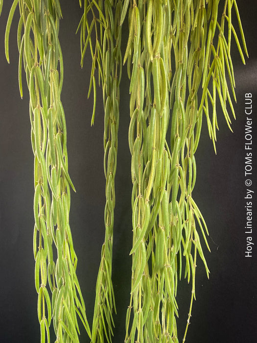 Hoya Linearis, organically grown tropical hoya plants for sale at TOMs FLOWer CLUB.