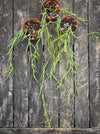 Hoya Linearis, flowering, organically grown tropical hoya plants for sale at TOMs FLOWer CLUB.