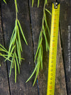 Hoya Linearis, organically grown tropical hoya plants for sale at TOMs FLOWer CLUB.