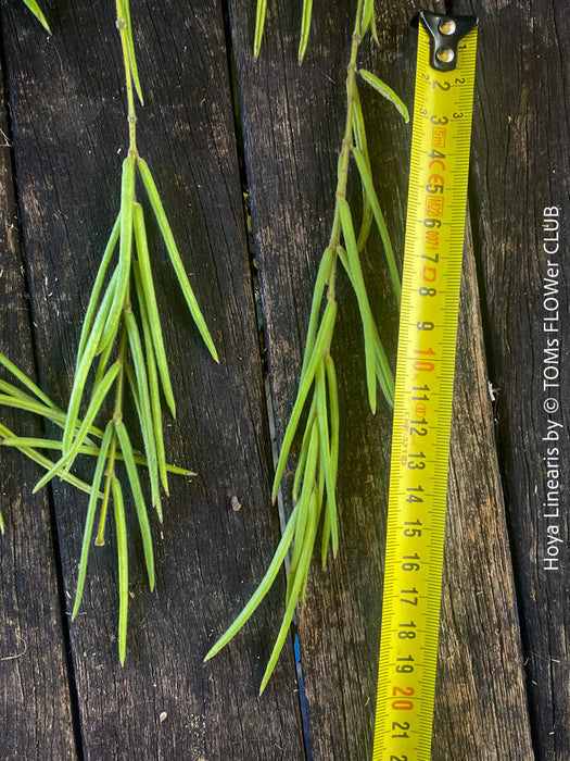 Hoya Linearis, organically grown tropical hoya plants for sale at TOMs FLOWer CLUB.