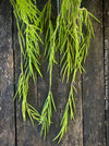 Hoya Linearis, organically grown tropical hoya plants for sale at TOMs FLOWer CLUB.