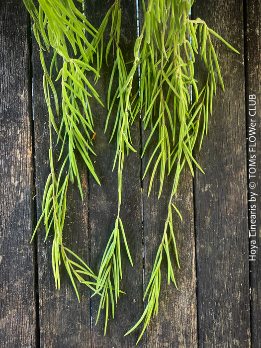 Hoya Linearis, organically grown tropical hoya plants for sale at TOMs FLOWer CLUB.