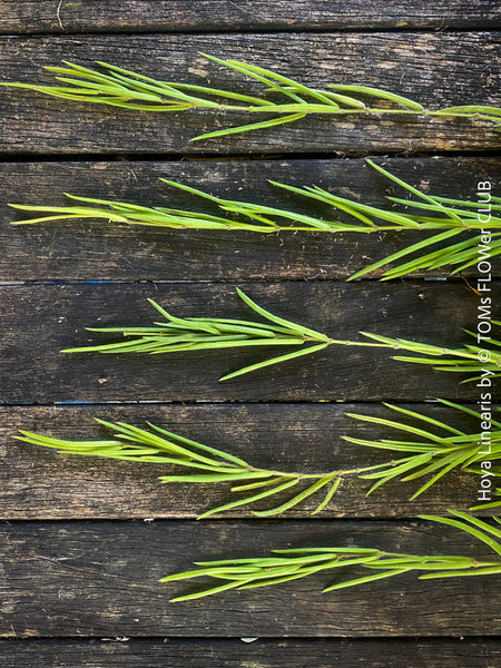 Hoya Linearis, organically grown tropical hoya plants for sale at TOMs FLOWer CLUB.