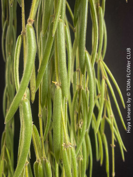 Hoya Linearis, organically grown tropical hoya plants for sale at TOMs FLOWer CLUB.