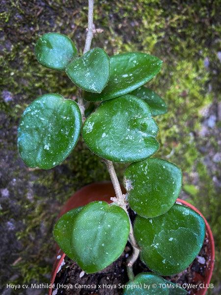 Hoya cv. Mathilde, Hoya Carnosa x Hoya Serpens, Silver Splash, organically grown tropical plants, TOMs FLOWer CLUB