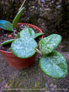 Hoya cv. Mathilde, Hoya Carnosa x Hoya Serpens, Silver Splash, organically grown tropical plants, TOMs FLOWer CLUB
