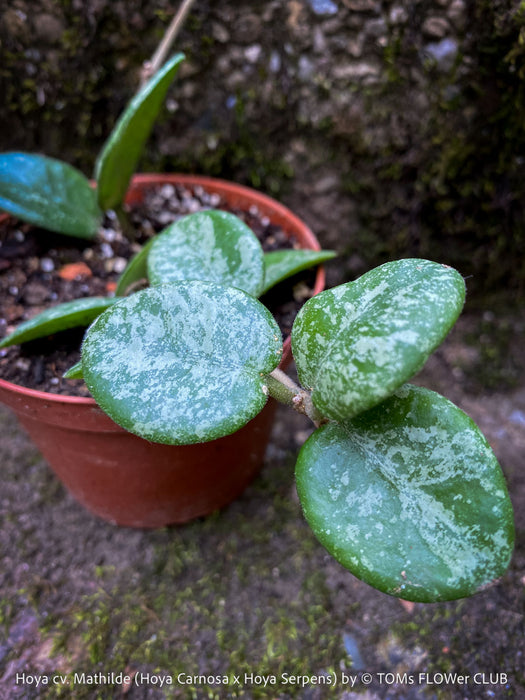 Hoya cv. Mathilde, Hoya Carnosa x Hoya Serpens, Silver Splash, organically grown tropical plants, TOMs FLOWer CLUB
