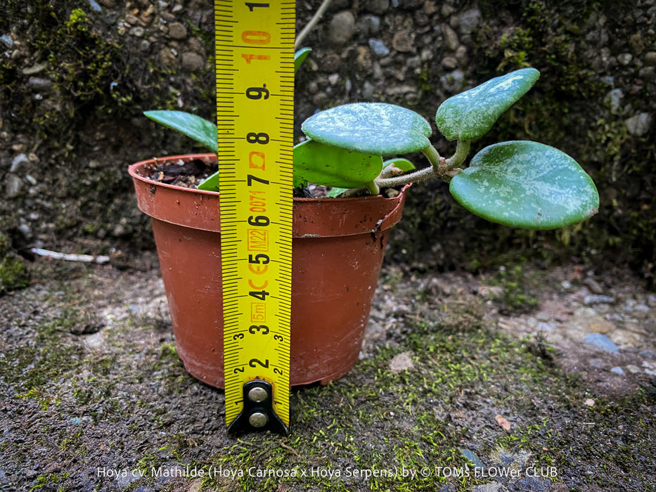 Hoya cv. Mathilde, Hoya Carnosa x Hoya Serpens, Silver Splash, organically grown tropical plants, TOMs FLOWer CLUB