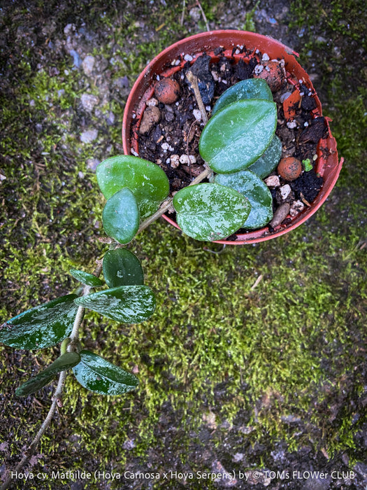 Hoya cv. Mathilde, Hoya Carnosa x Hoya Serpens, Silver Splash, organically grown tropical plants, TOMs FLOWer CLUB