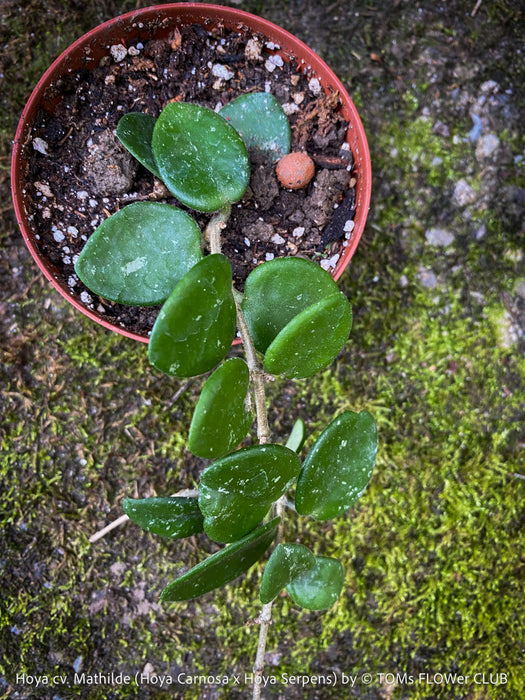 Hoya cv. Mathilde, Hoya Carnosa x Hoya Serpens, Silver Splash, organically grown tropical plants, TOMs FLOWer CLUB