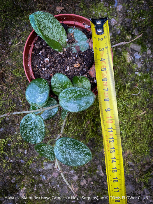 Hoya cv. Mathilde, Hoya Carnosa x Hoya Serpens, Silver Splash, organically grown tropical plants, TOMs FLOWer CLUB