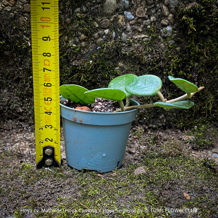 Hoya cv. Mathilde, Hoya Carnosa x Hoya Serpens, Silver Splash, organically grown tropical plants, TOMs FLOWer CLUB