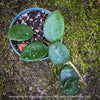 Hoya cv. Mathilde, Hoya Carnosa x Hoya Serpens, Silver Splash, organically grown tropical plants, TOMs FLOWer CLUB