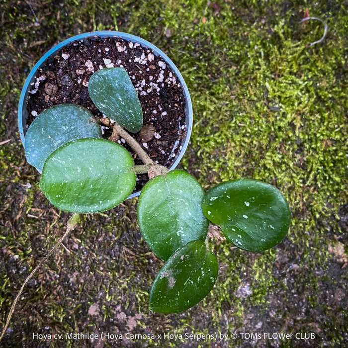 Hoya cv. Mathilde, Hoya Carnosa x Hoya Serpens, Silver Splash, organically grown tropical plants, TOMs FLOWer CLUB