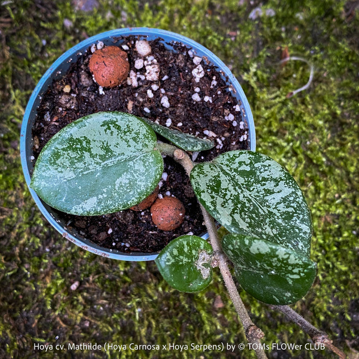 Hoya cv. Mathilde, Hoya Carnosa x Hoya Serpens, Silver Splash, organically grown tropical plants, TOMs FLOWer CLUB