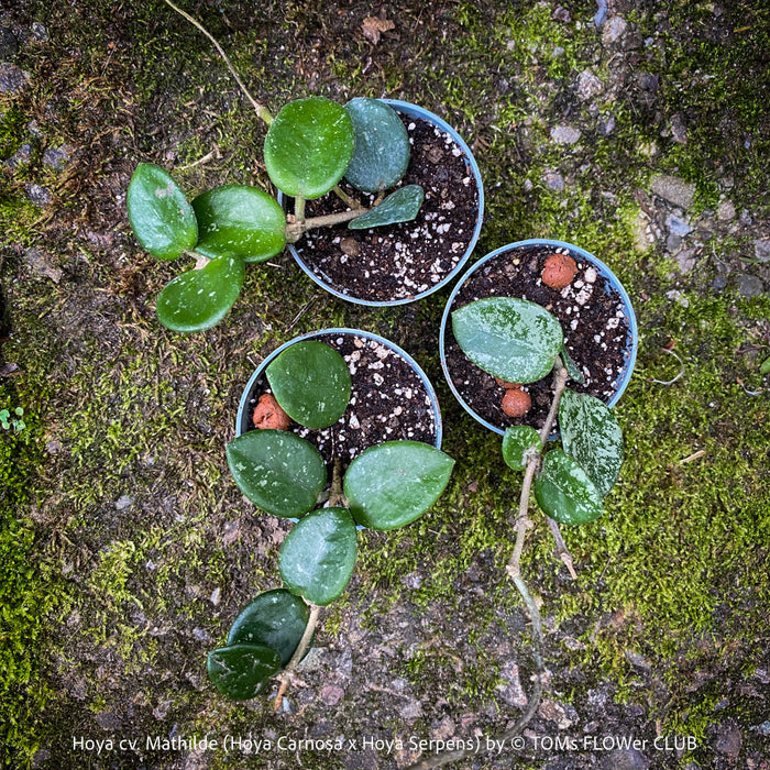 Hoya cv. Mathilde, Hoya Carnosa x Hoya Serpens, Silver Splash, organically grown tropical plants, TOMs FLOWer CLUB