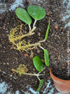 Hoya Obovata, organically grown Hoya plants for sale at TOMs FLOWer CLUB 