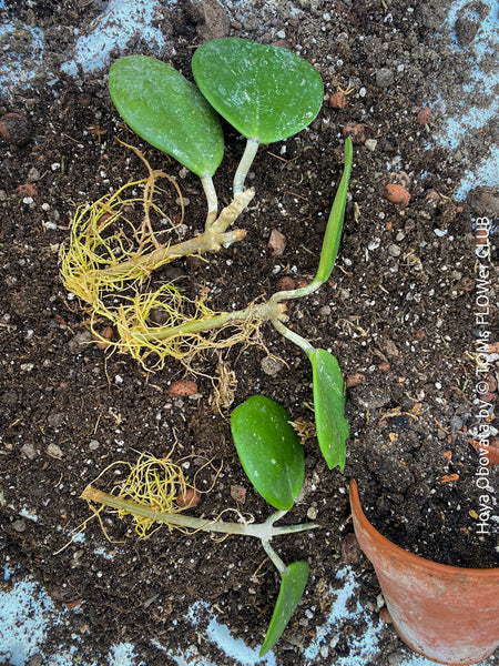 Hoya Obovata, organically grown Hoya plants for sale at TOMs FLOWer CLUB 