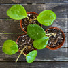 Hoya Obovata, organically grown Hoya plants for sale at TOMs FLOWer CLUB 