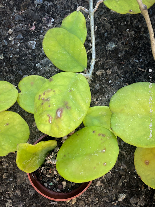Hoya Obovata