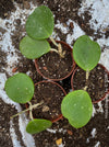 Hoya Obovata, organically grown Hoya plants for sale at TOMs FLOWer CLUB 