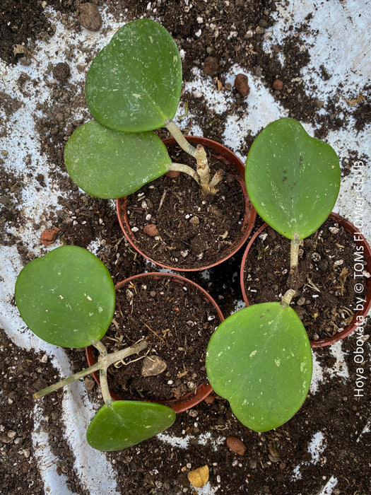 Hoya Obovata, organically grown Hoya plants for sale at TOMs FLOWer CLUB 