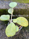 Hoya Obovata, organically grown, Hoya tropical plants, Wachsblume, Voskovka, organically grown tropical plants for sale at TOMs FLOWer CLUB
