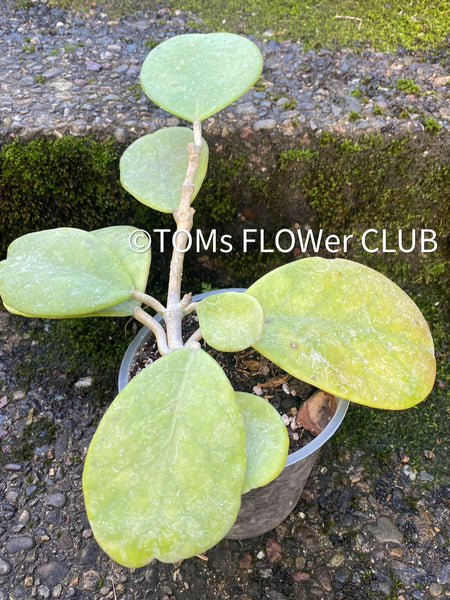 Hoya Obovata, organically grown, Hoya tropical plants, Wachsblume, Voskovka, organically grown tropical plants for sale at TOMs FLOWer CLUB