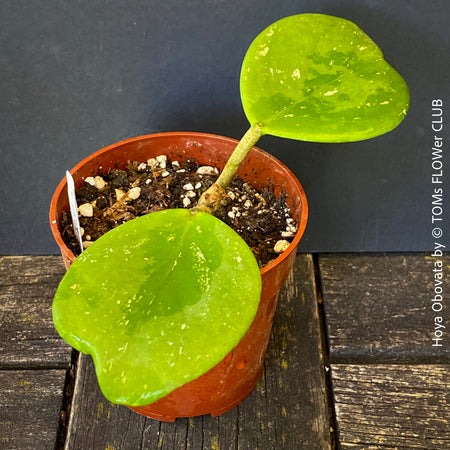 Hoya Obovata, organically grown Hoya plants for sale at TOMs FLOWer CLUB 