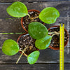 Hoya Obovata, organically grown Hoya plants for sale at TOMs FLOWer CLUB 