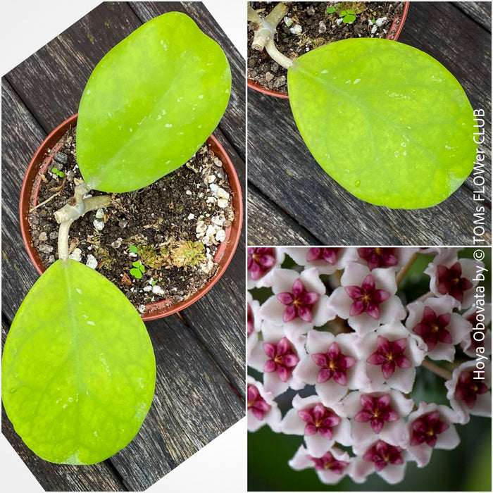 Hoya Obovata, organically grown Hoya plants for sale at TOMs FLOWer CLUB 