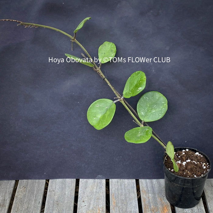 Hoya Obovata, organically grown, Hoya tropical plants, Wachsblume, Voskovka, organically grown tropical plants for sale at TOMs FLOWer CLUB