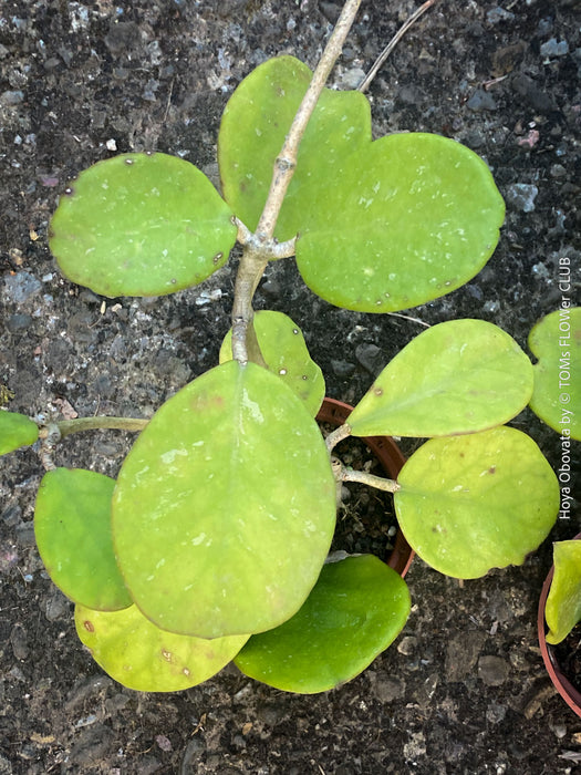 Hoya Obovata