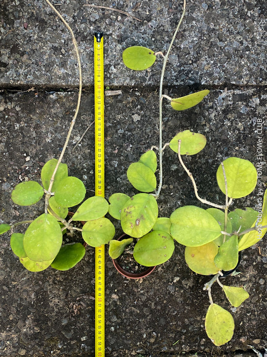 Hoya Obovata