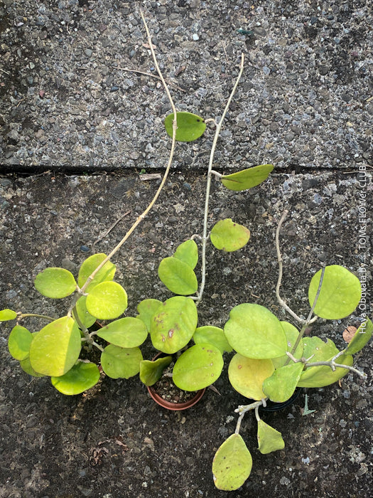Hoya Obovata