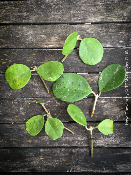 Hoya Obovata, cutting, organically grown, Hoya tropical plants, Wachsblume, Voskovka, organically grown tropical plants for sale at TOMs FLOWer CLUB