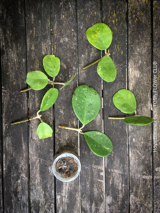 Hoya Obovata, cutting, organically grown, Hoya tropical plants, Wachsblume, Voskovka, organically grown tropical plants for sale at TOMs FLOWer CLUB