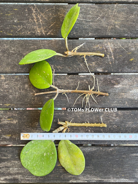 Hoya Obovata, cutting, organically grown, Hoya tropical plants, Wachsblume, Voskovka, organically grown tropical plants for sale at TOMs FLOWer CLUB