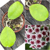 Hoya Obovata, cutting, organically grown, Hoya tropical plants, Wachsblume, Voskovka, organically grown tropical plants for sale at TOMs FLOWer CLUB
