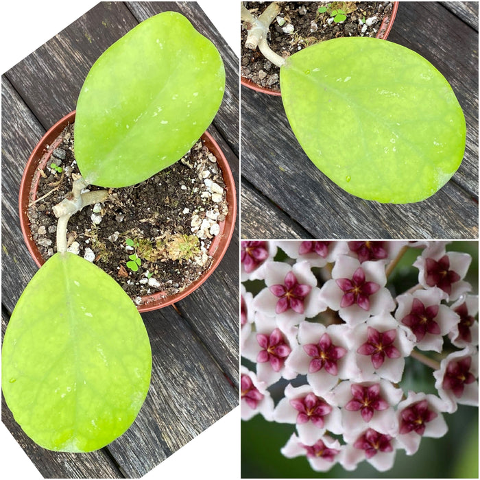 Hoya Obovata, cutting, organically grown, Hoya tropical plants, Wachsblume, Voskovka, organically grown tropical plants for sale at TOMs FLOWer CLUB