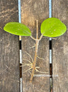 Hoya Obovata, cutting, organically grown, Hoya tropical plants, Wachsblume, Voskovka, organically grown tropical plants for sale at TOMs FLOWer CLUB