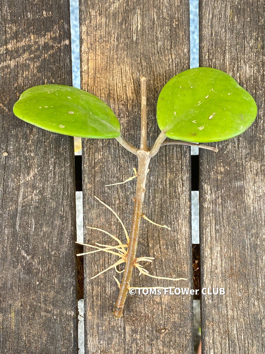 Hoya Obovata, cutting, organically grown, Hoya tropical plants, Wachsblume, Voskovka, organically grown tropical plants for sale at TOMs FLOWer CLUB