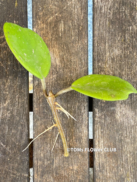 Hoya Obovata, cutting, organically grown, Hoya tropical plants, Wachsblume, Voskovka, organically grown tropical plants for sale at TOMs FLOWer CLUB