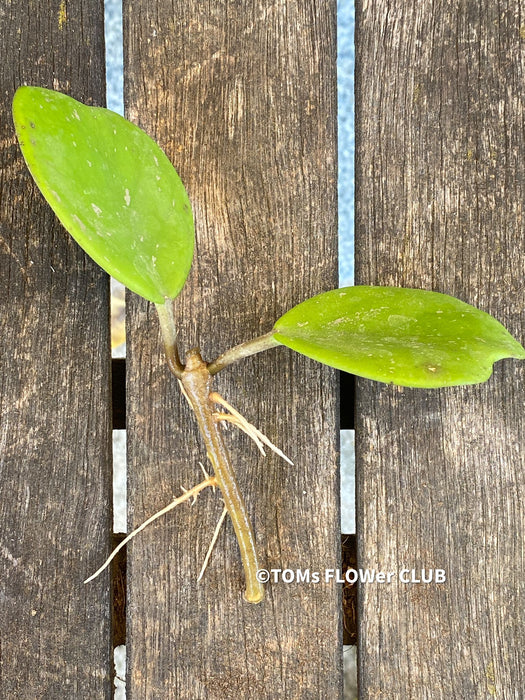 Hoya Obovata, cutting, organically grown, Hoya tropical plants, Wachsblume, Voskovka, organically grown tropical plants for sale at TOMs FLOWer CLUB