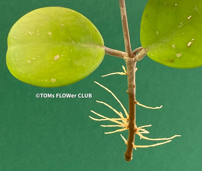 Hoya Obovata, cutting, organically grown, Hoya tropical plants, Wachsblume, Voskovka, organically grown tropical plants for sale at TOMs FLOWer CLUB