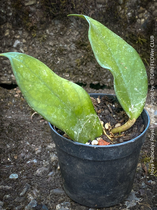 Hoya Pubicalyx Royal Hawaiian Purple, Hoya, Wachsblume, Voskovka, organically grown tropical plants for sale, TOMs FLOWer CLUB.