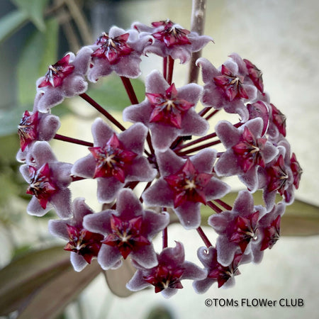 Hoya Pubicalyx Royal Hawaiian Purple, Hoya, Wachsblume, Voskovka, organically grown tropical plants for sale, TOMs FLOWer CLUB.