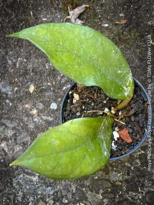 Hoya Pubicalyx Royal Hawaiian Purple, Hoya, Wachsblume, Voskovka, organically grown tropical plants for sale, TOMs FLOWer CLUB.