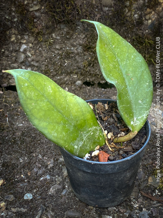 Hoya Pubicalyx Royal Hawaiian Purple, Hoya, Wachsblume, Voskovka, organically grown tropical plants for sale, TOMs FLOWer CLUB.